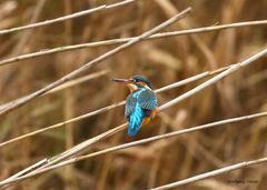 Eisvogel