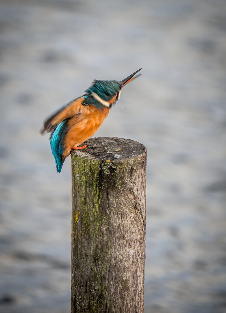 Eisvogel