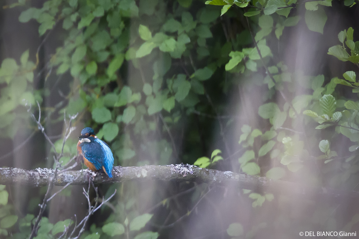 Eisvogel