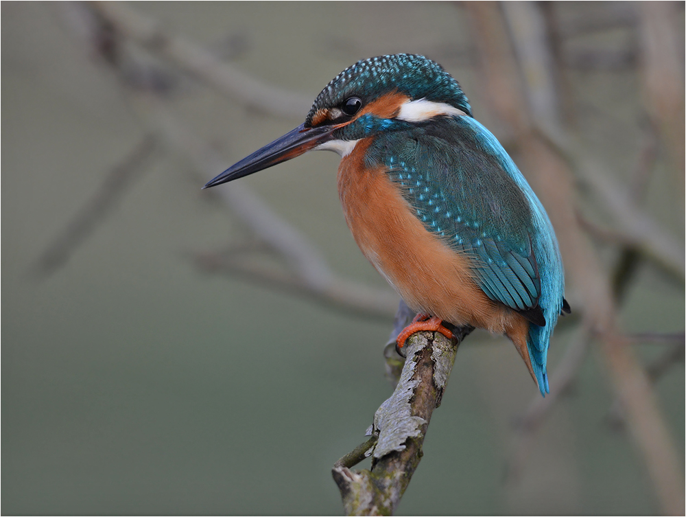 Eisvogel