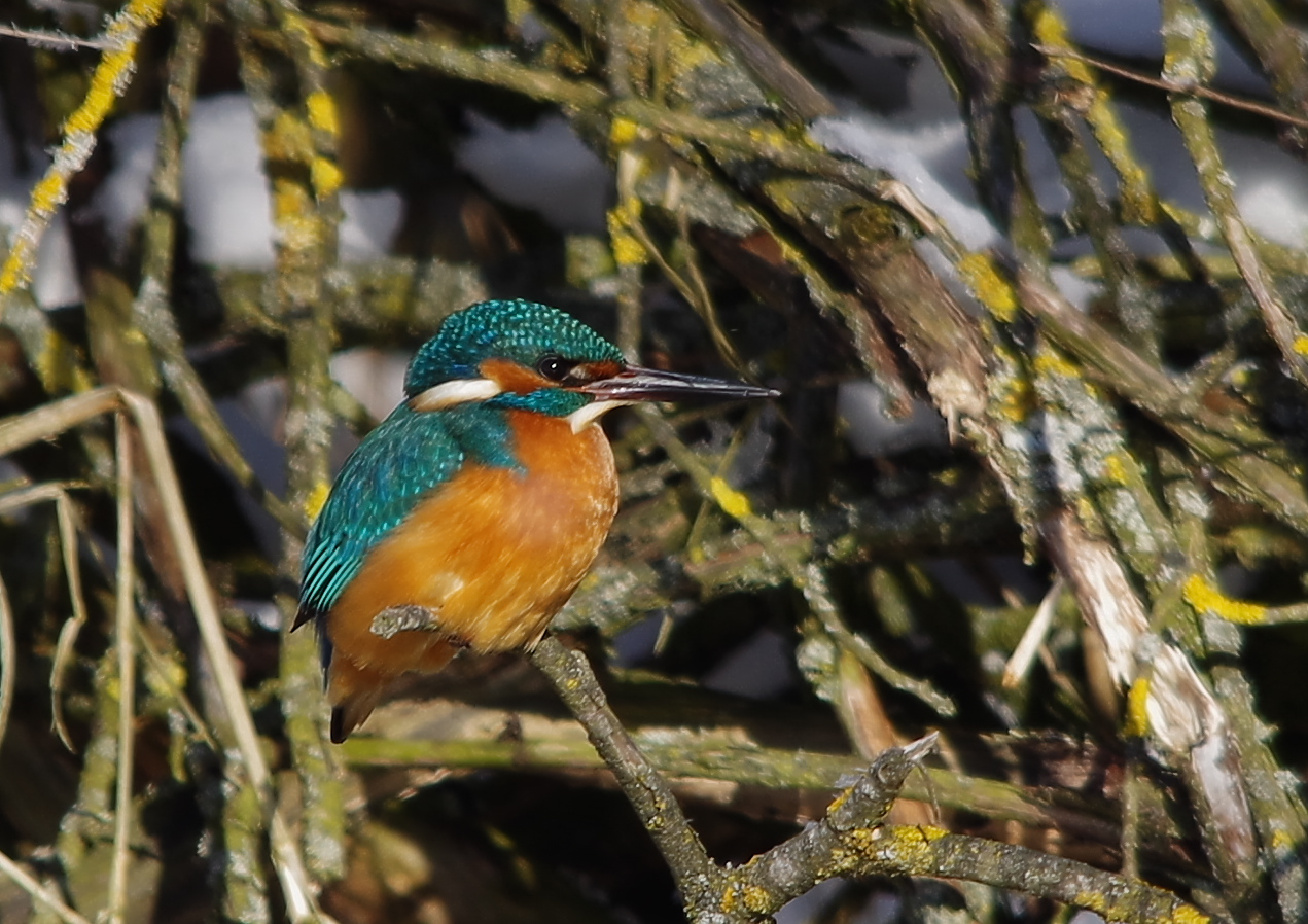 Eisvogel