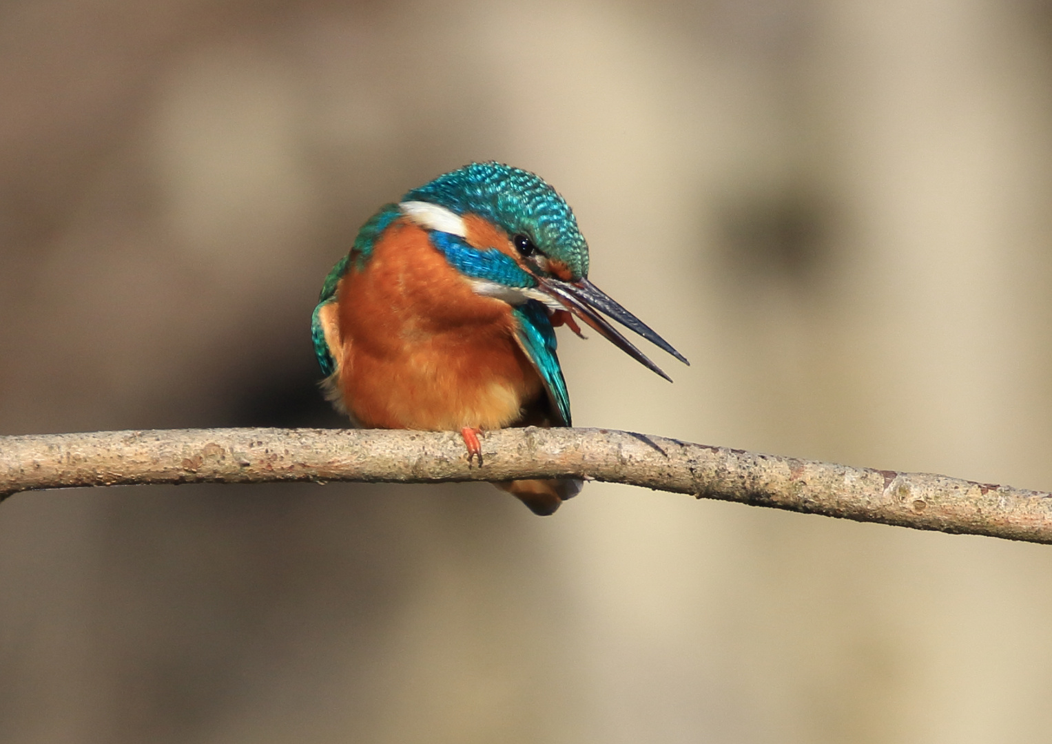 Eisvogel