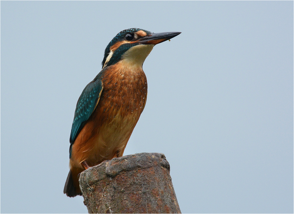 Eisvogel