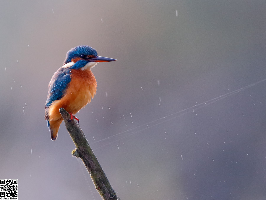 Eisvogel