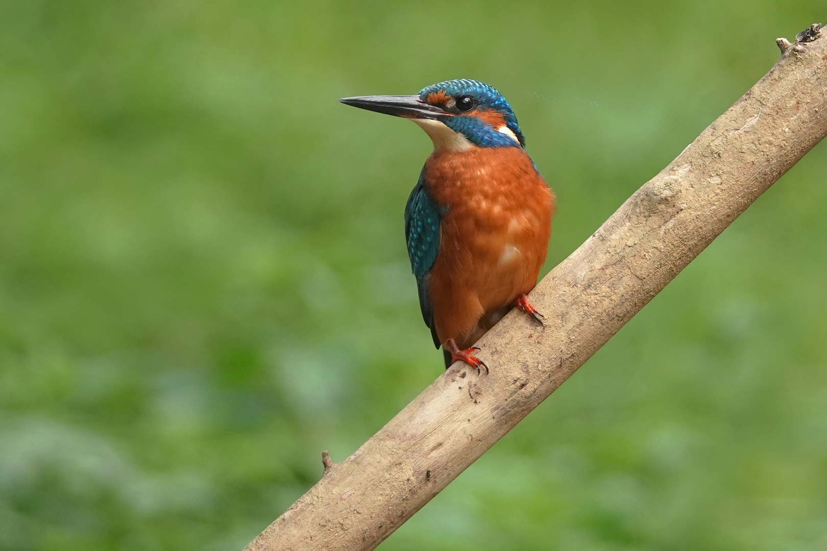 Eisvogel