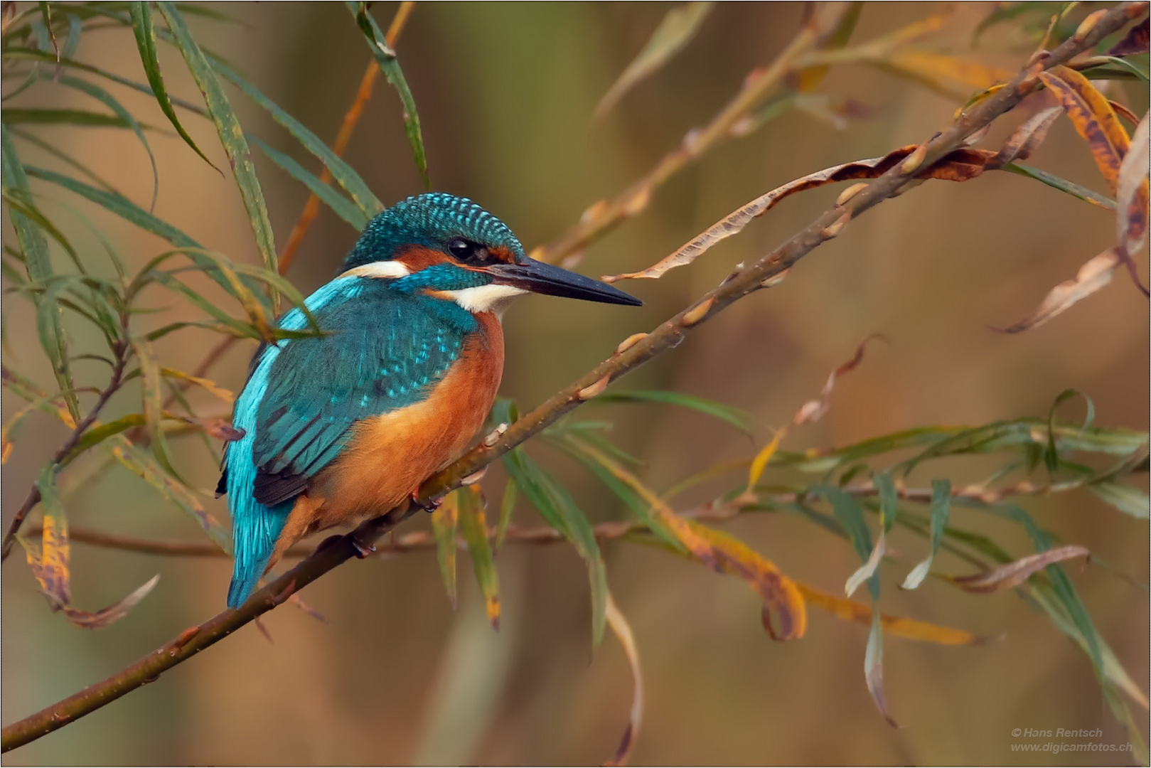 Eisvogel