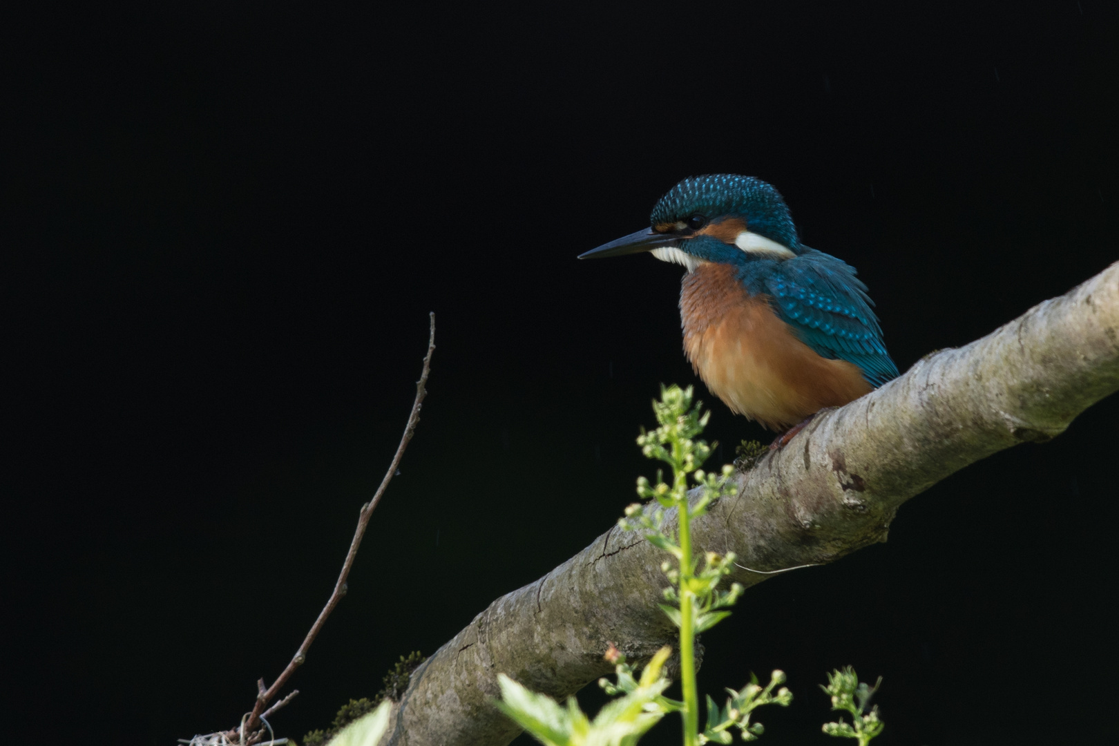 Eisvogel 