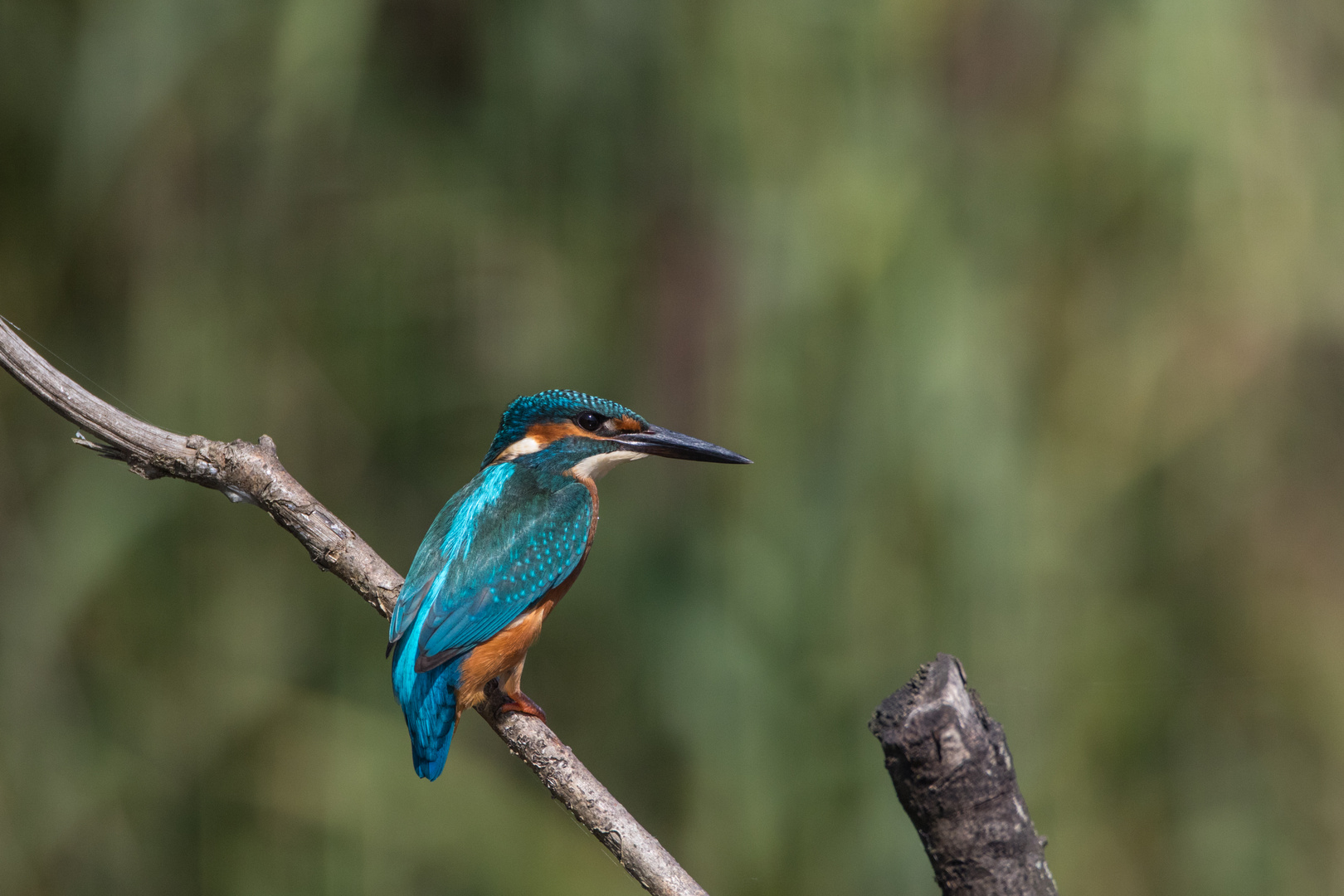 Eisvogel