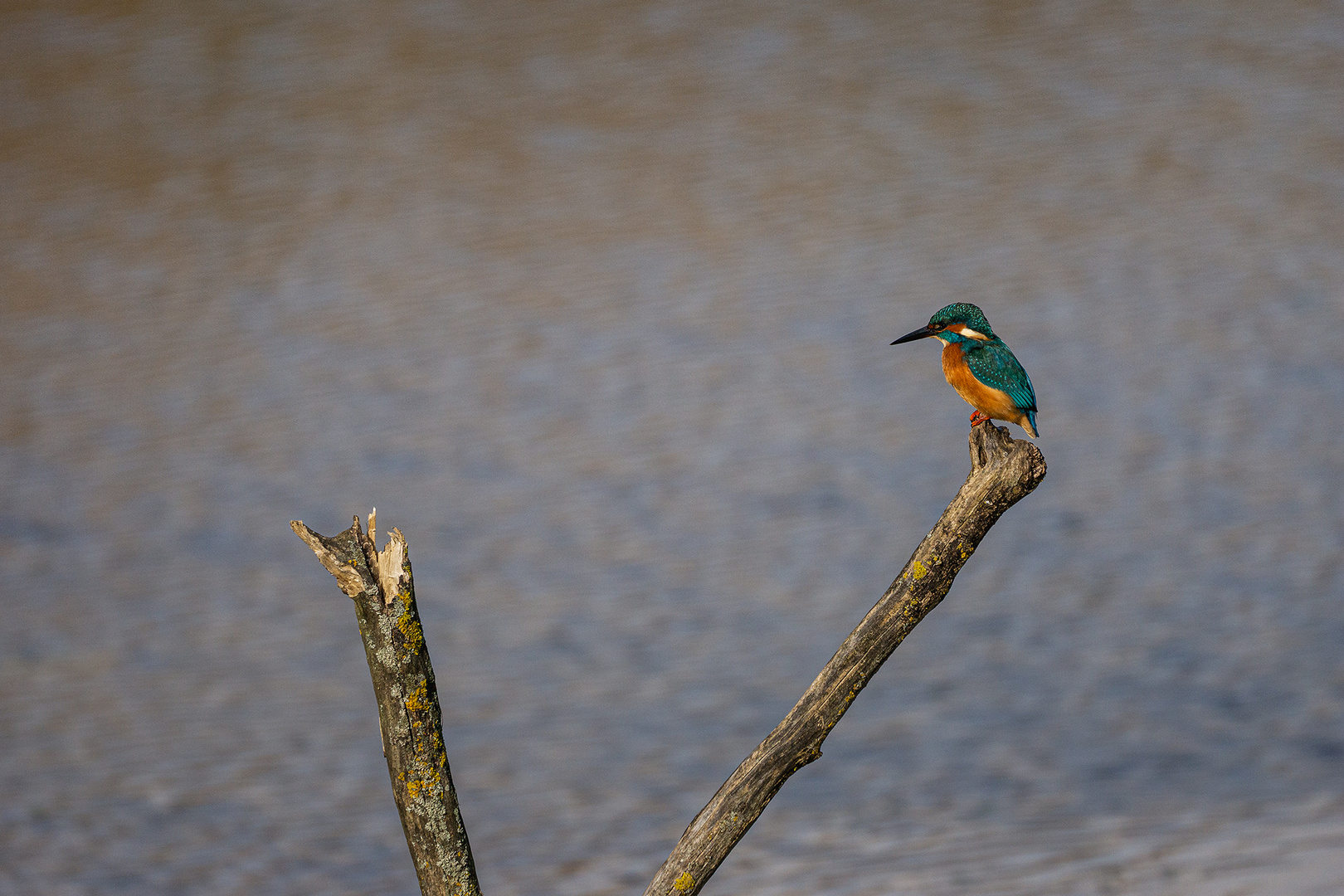 Eisvogel