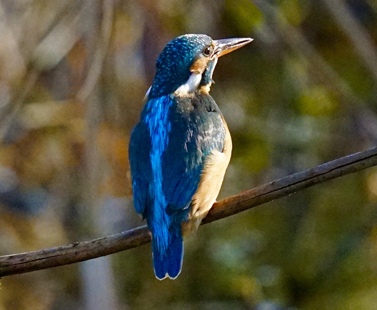 Eisvogel