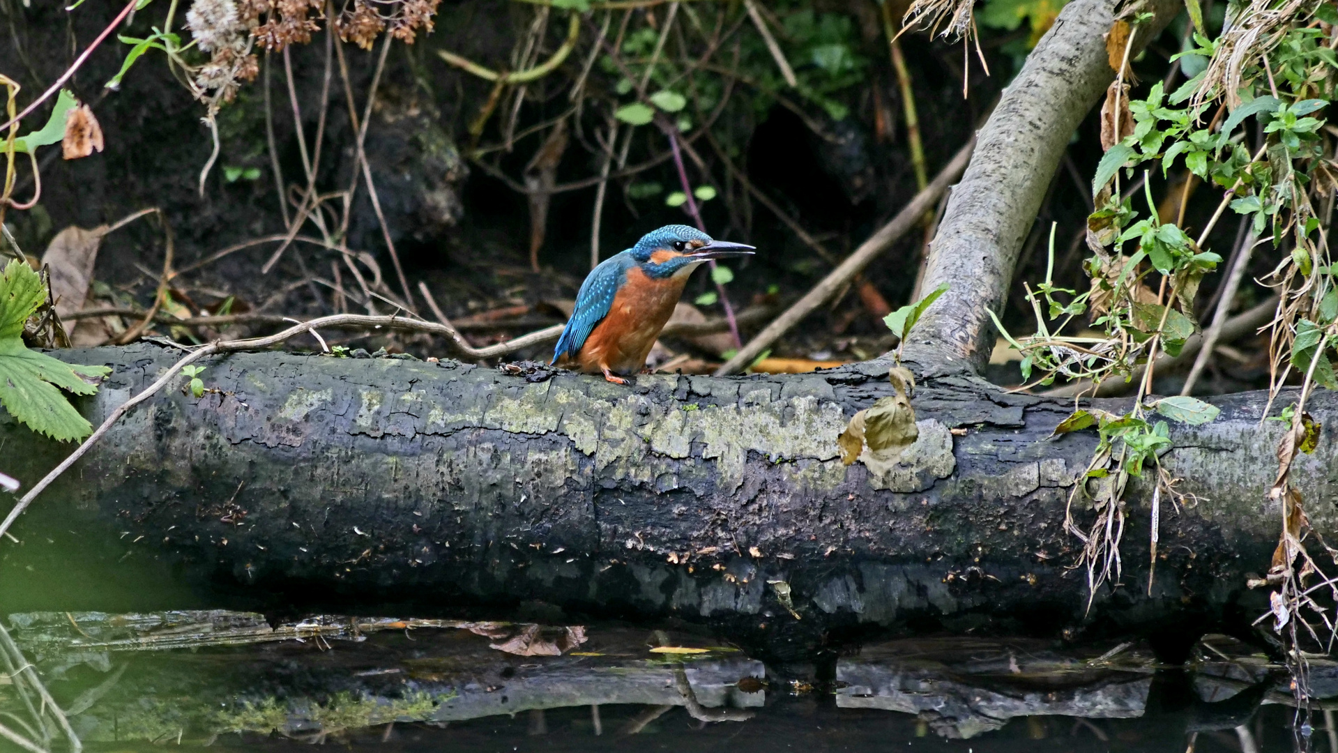 Eisvogel 