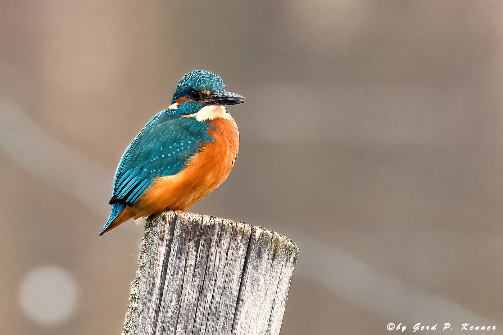 Eisvogel