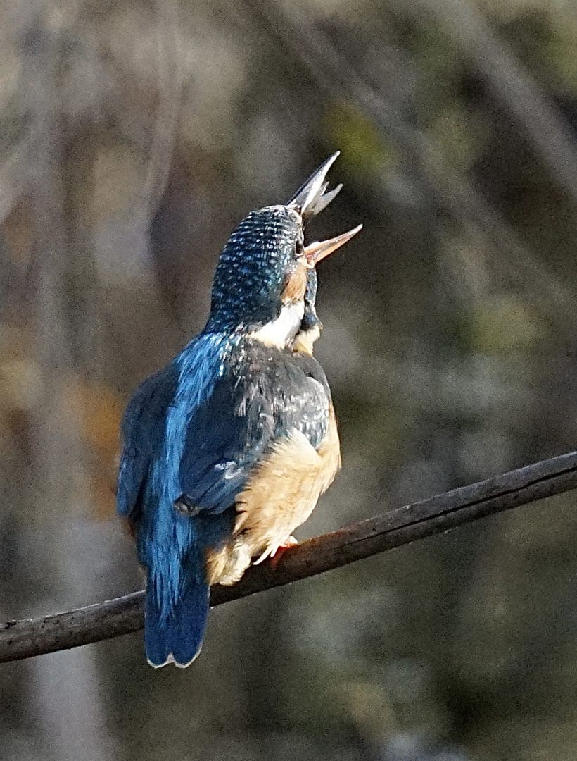 Eisvogel 5