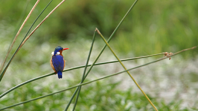 eisvogel