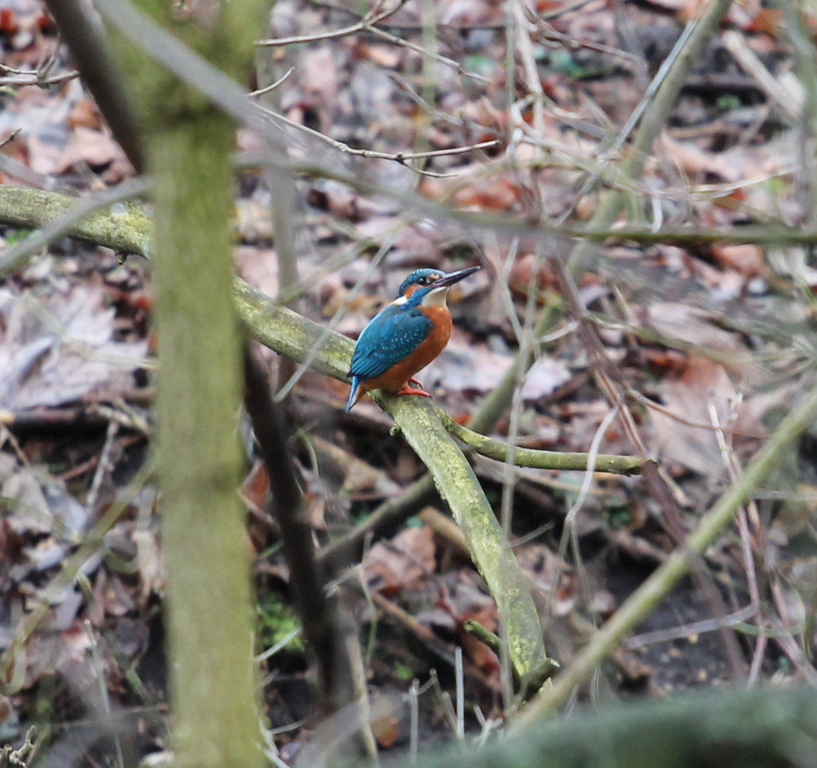 Eisvogel