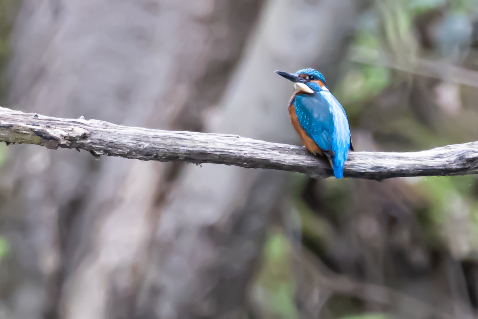 Eisvogel