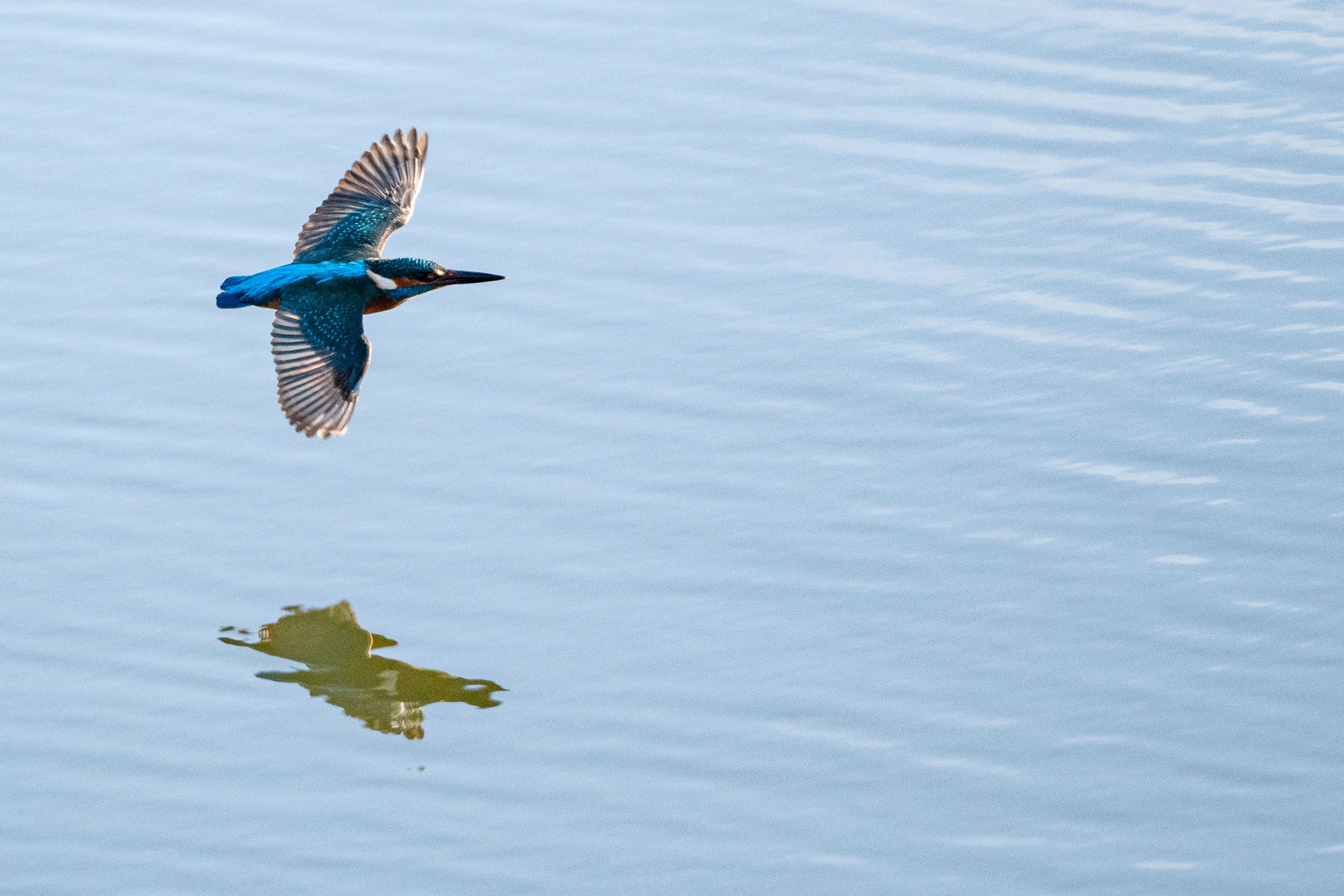 Eisvogel