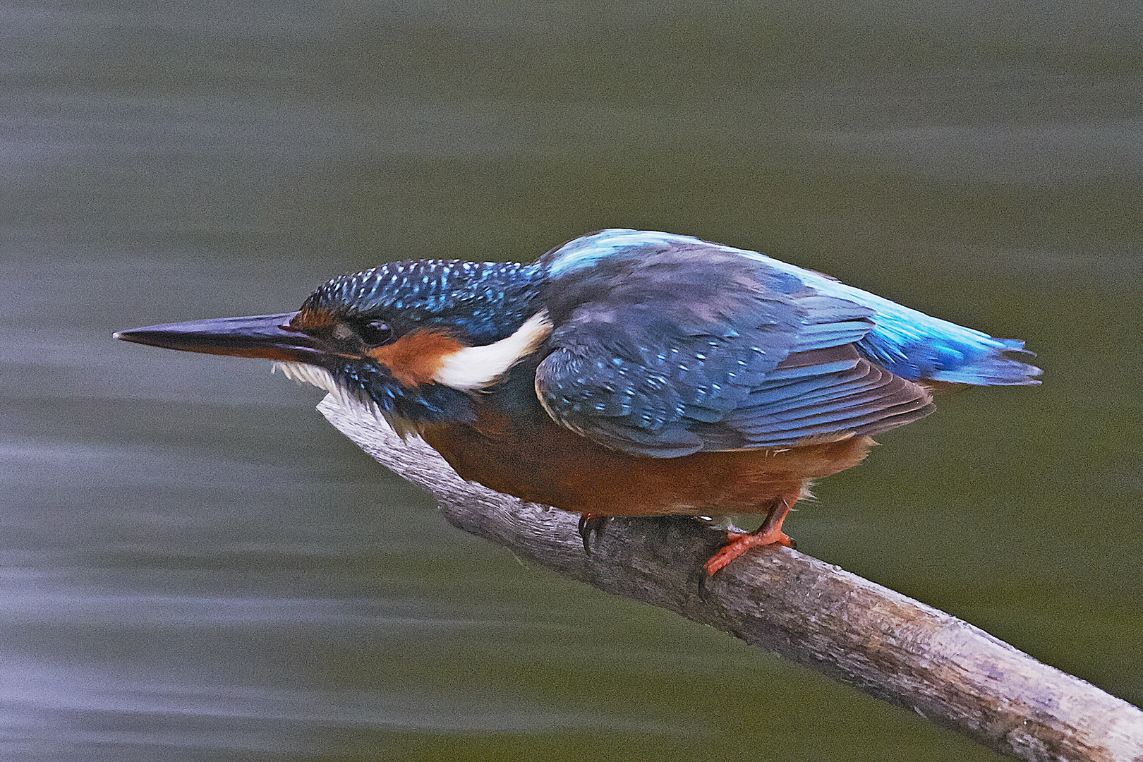 Eisvogel