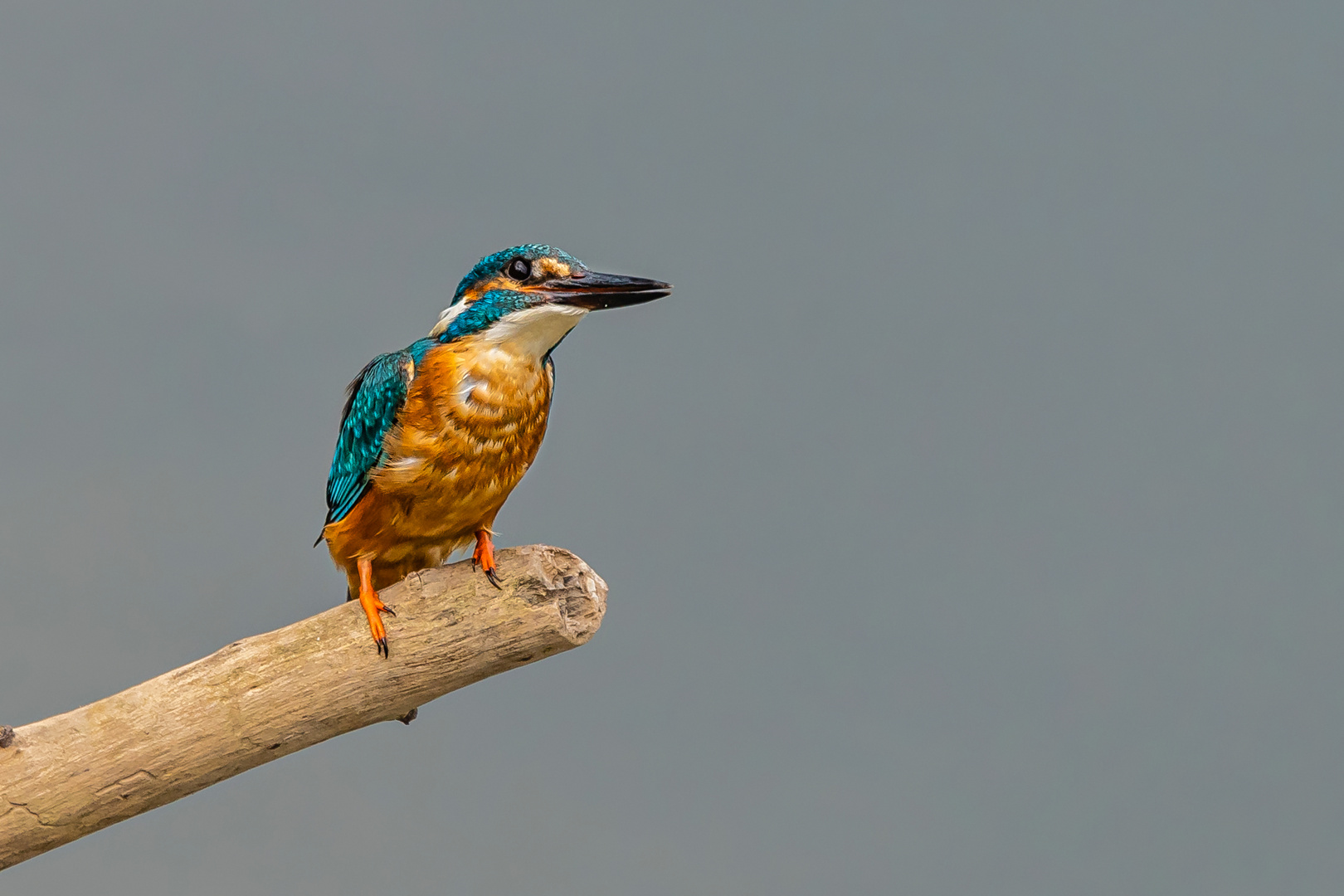 Eisvogel 