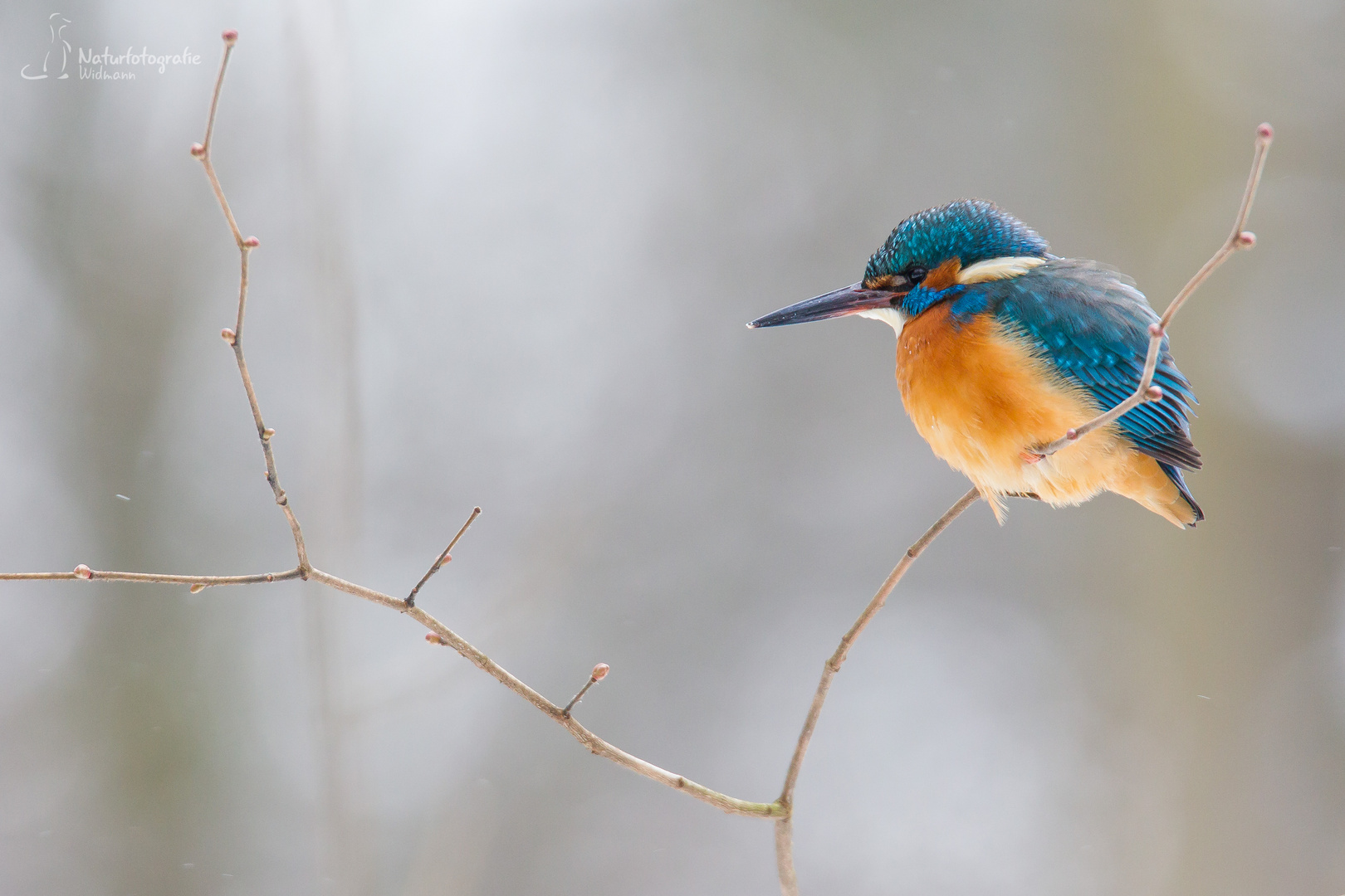 Eisvogel