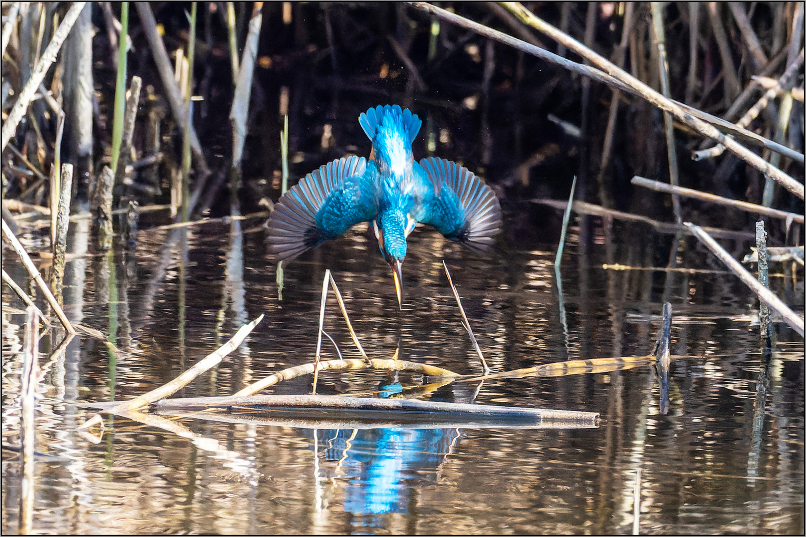 Eisvogel