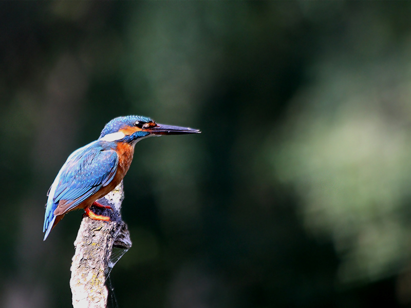 Eisvogel