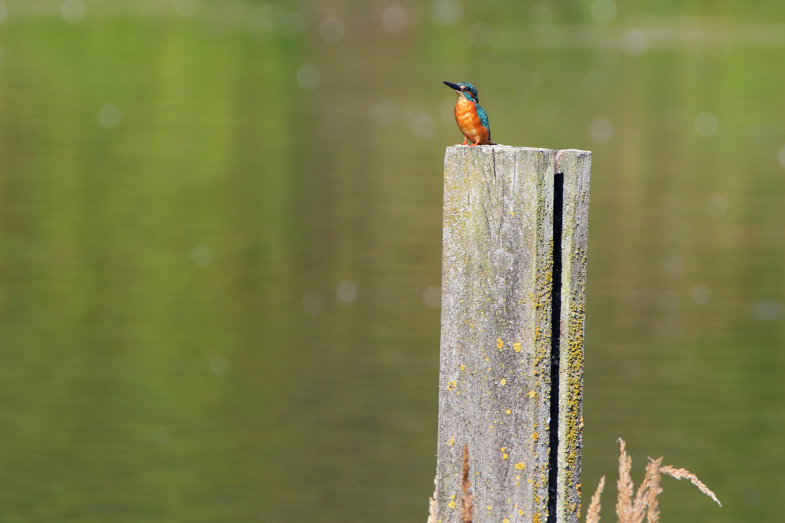 Eisvogel