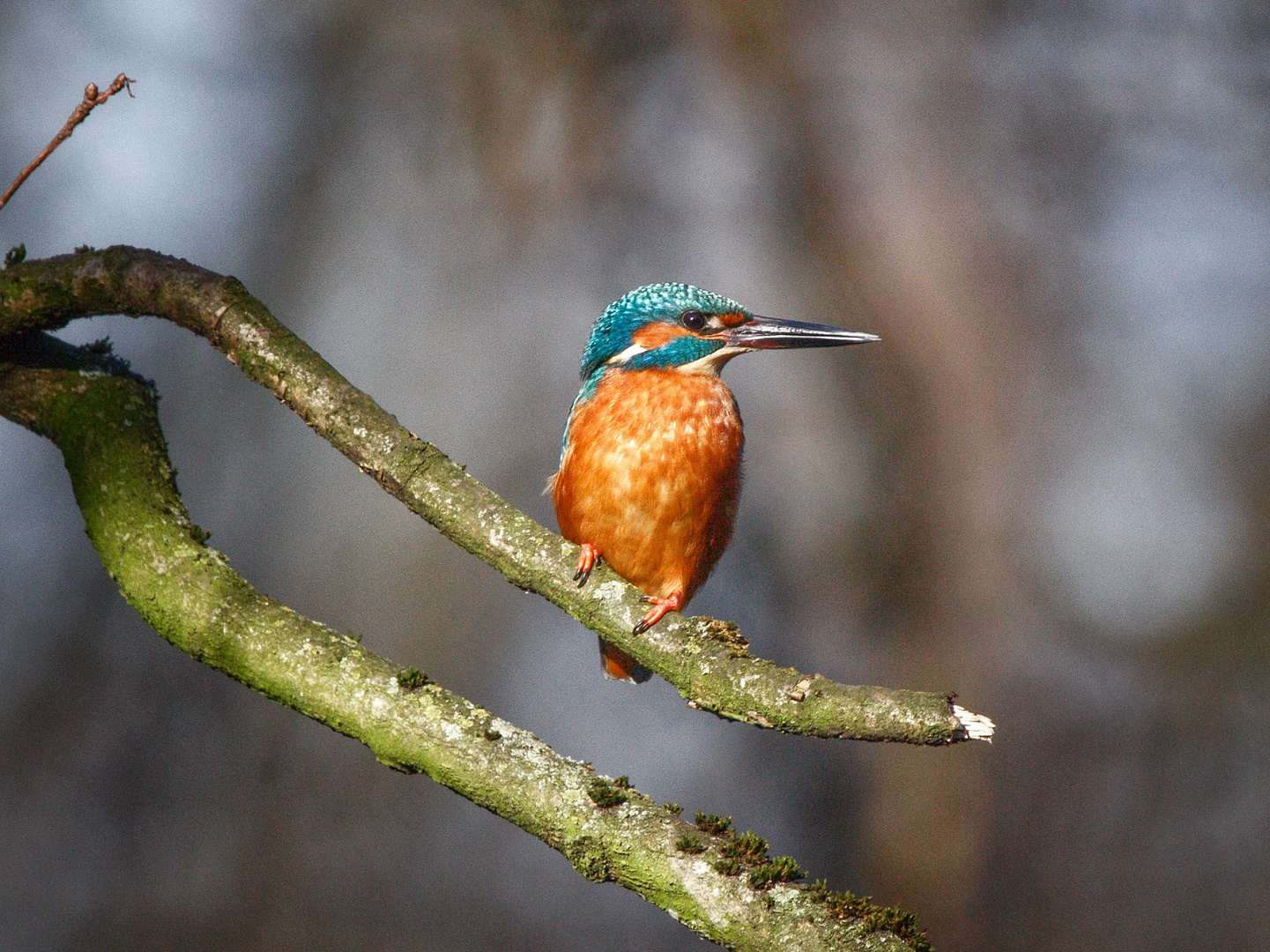 Eisvogel 