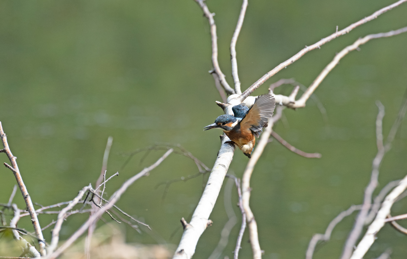 Eisvogel