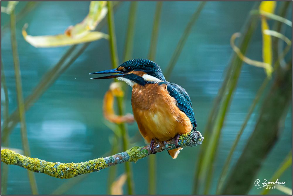 Eisvogel