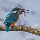 Eisvogel