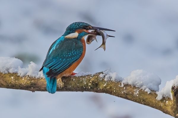 Eisvogel