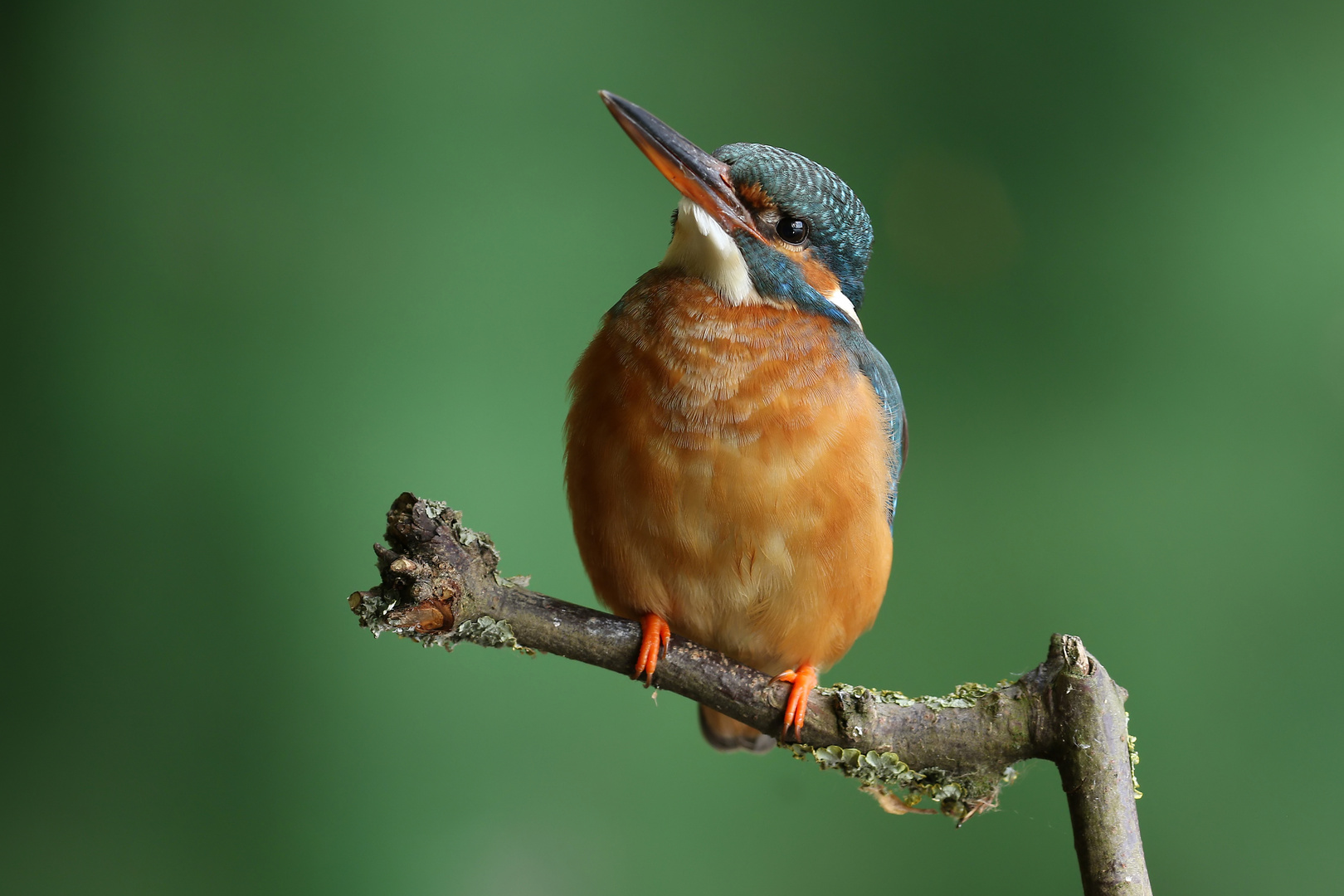 Eisvogel