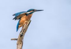 Eisvogel