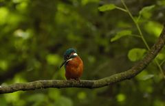 Eisvogel,.,.