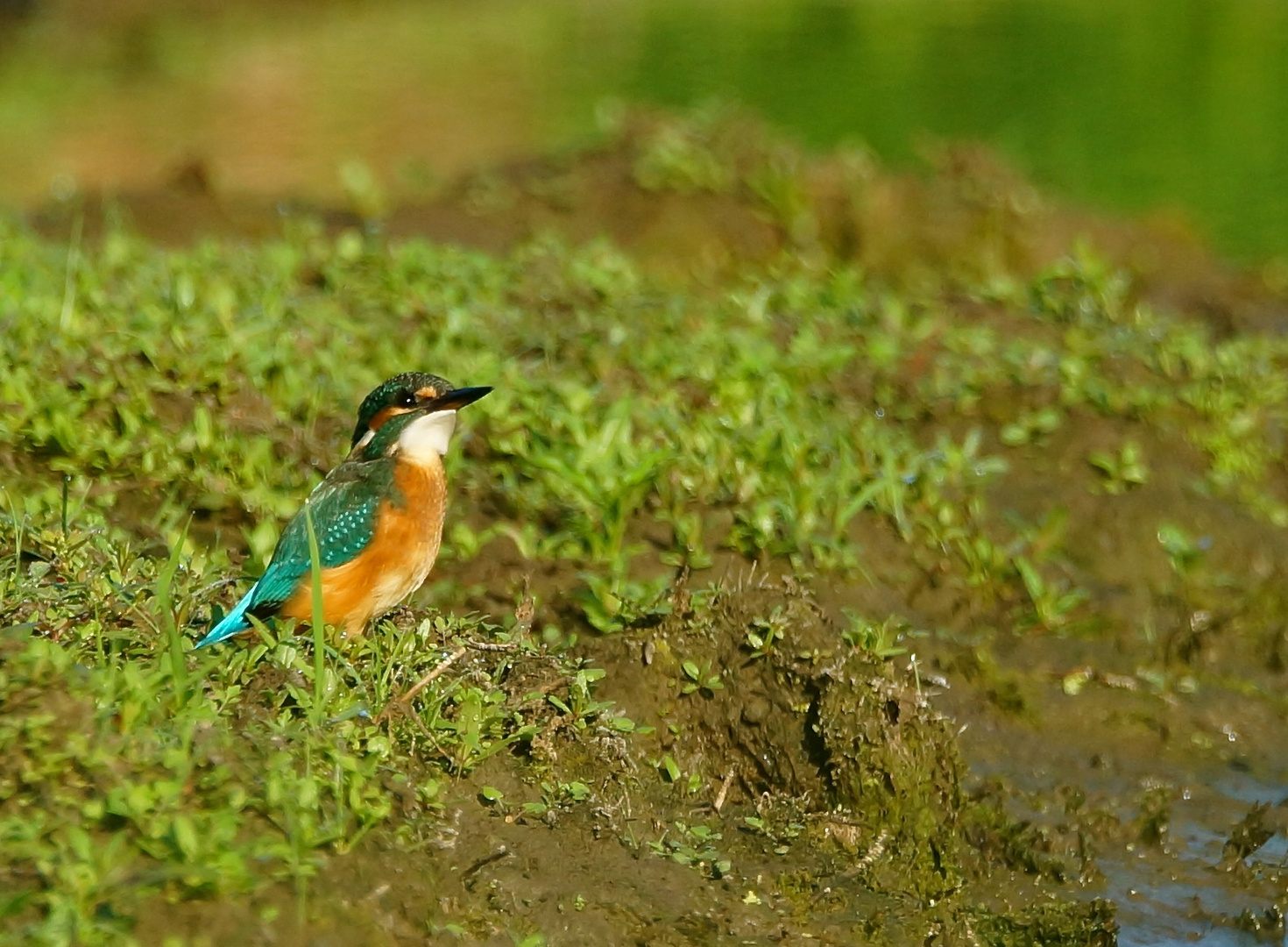 Eisvogel