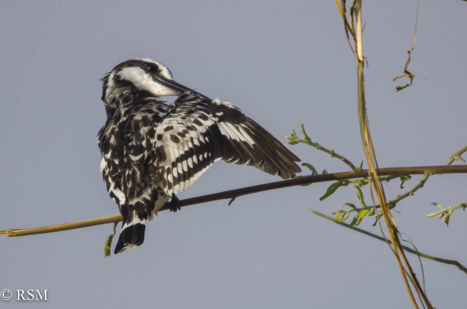 Eisvogel