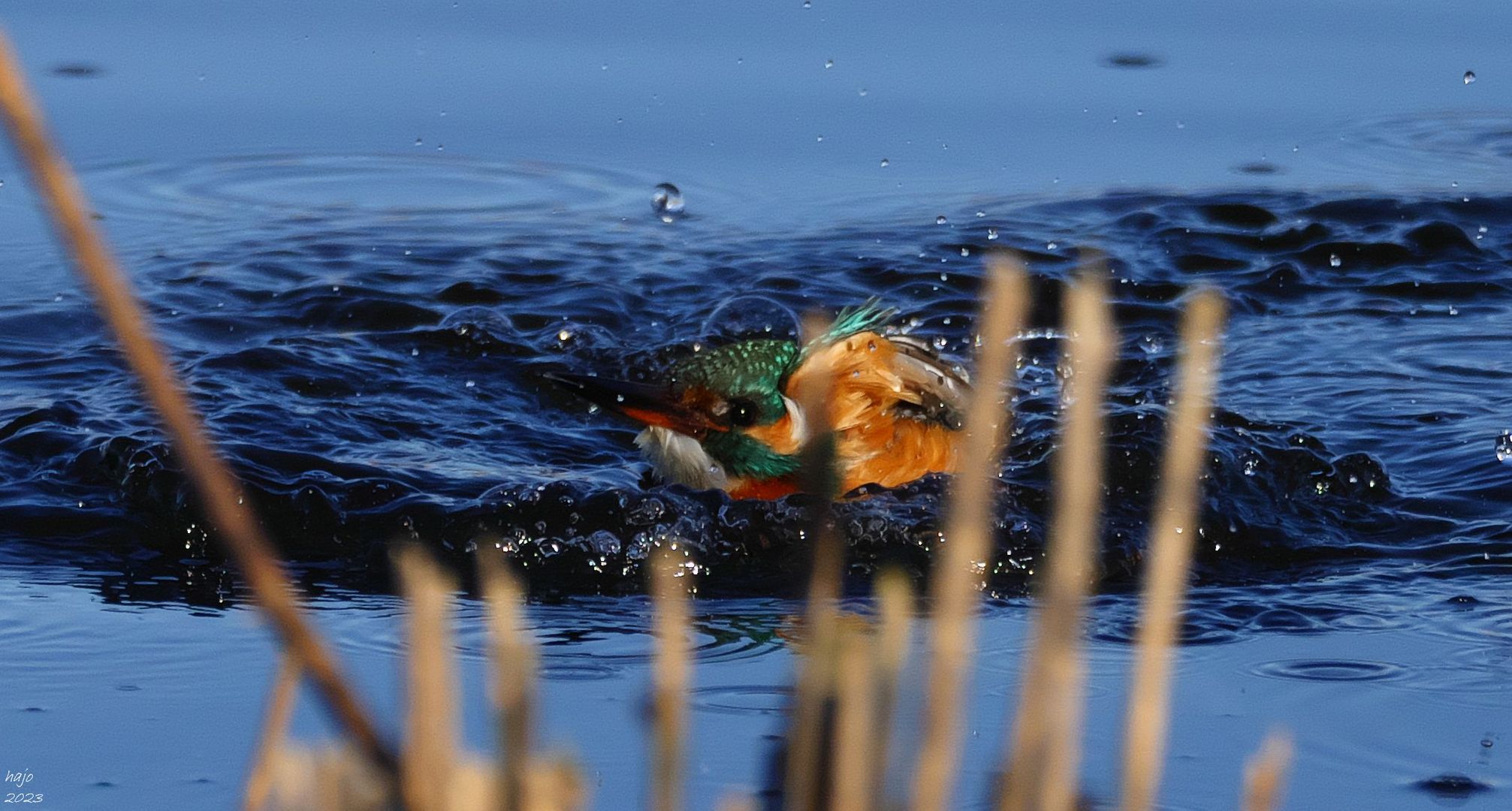 * Eisvogel *