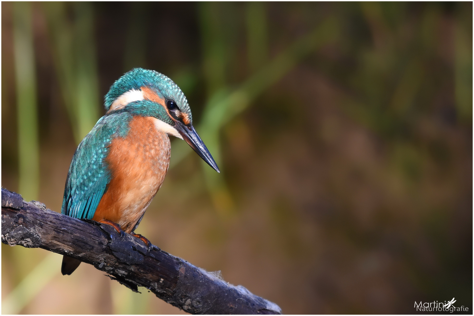 Eisvogel