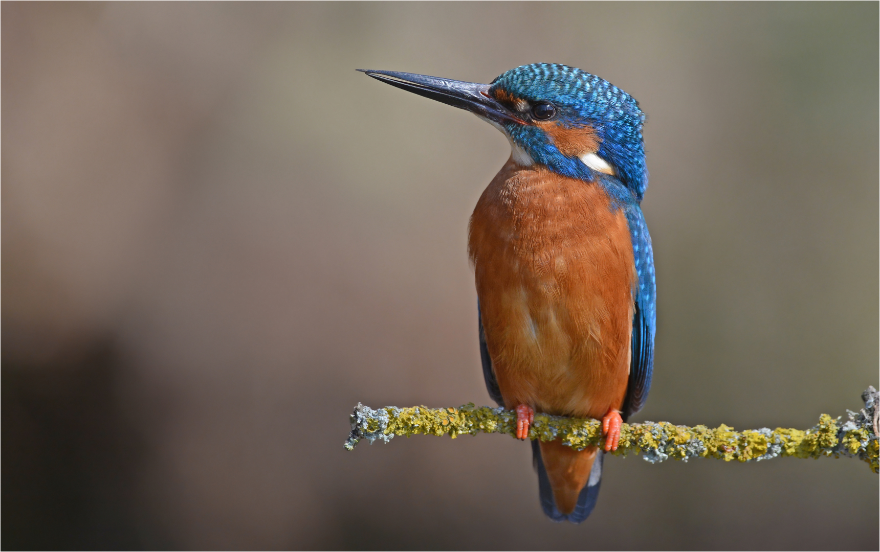 Eisvogel 