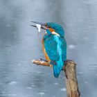   - EISVOGEL -