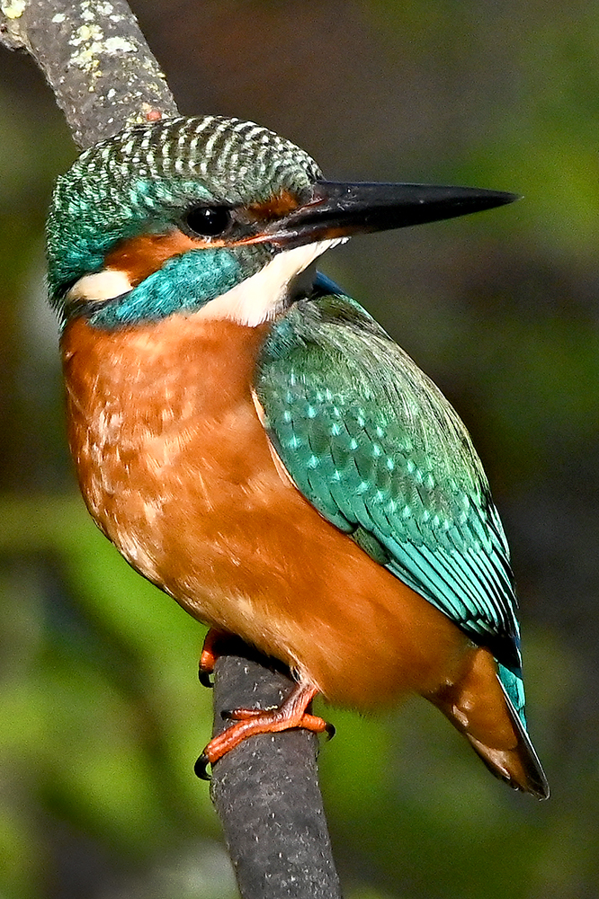 Eisvogel 