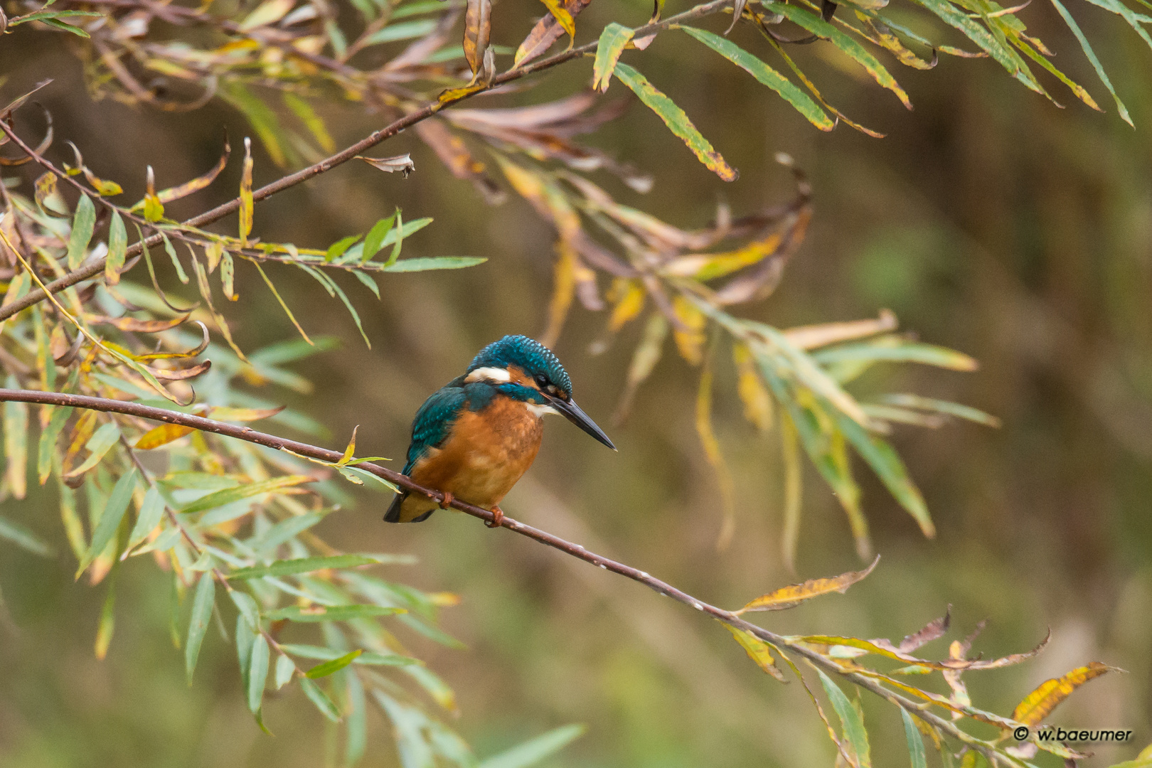 Eisvogel