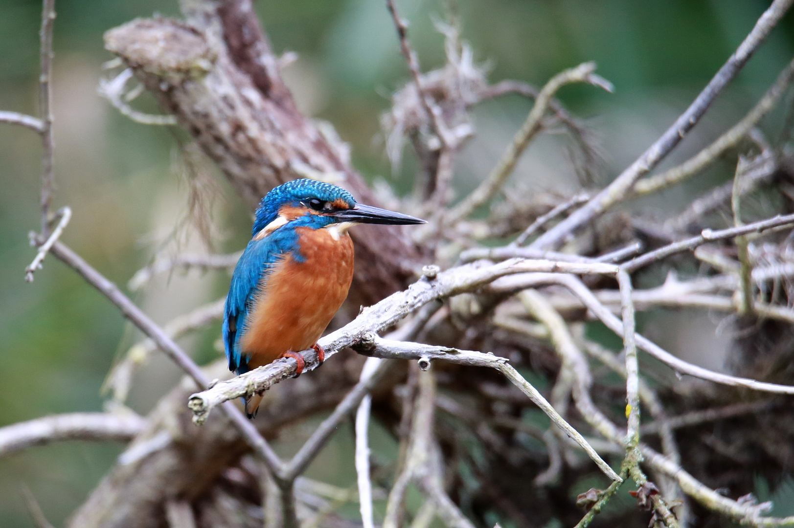 Eisvogel