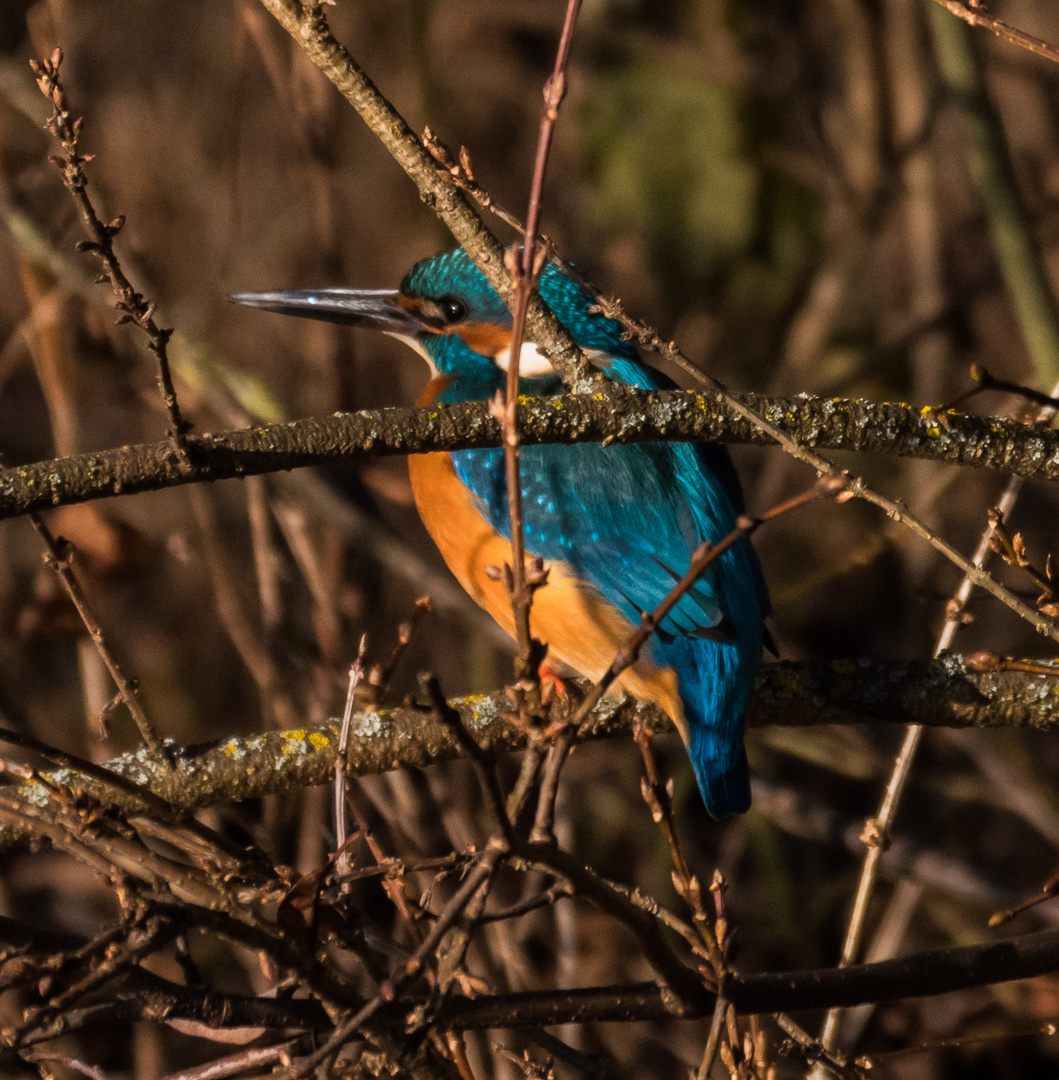 Eisvogel