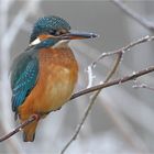 Eisvogel 