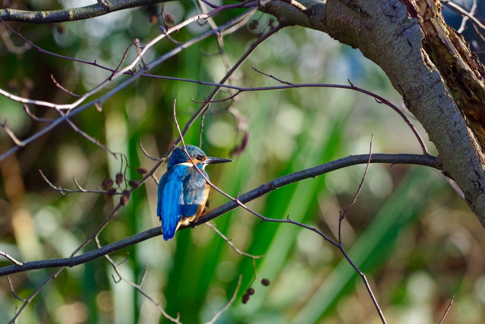 Eisvogel