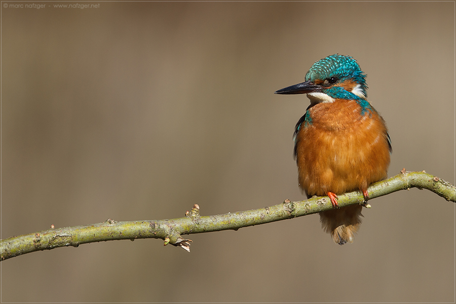 Eisvogel