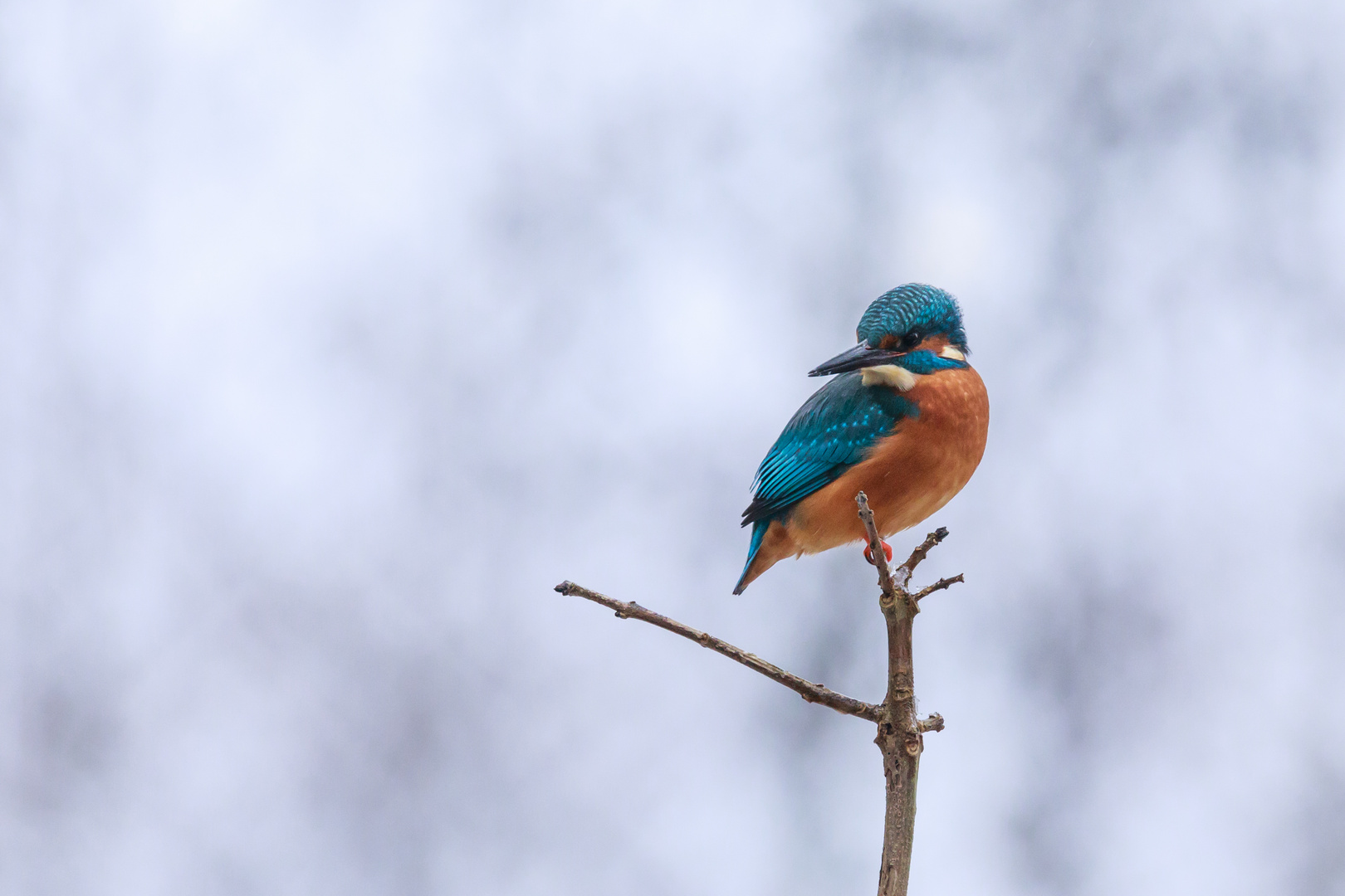 Eisvogel