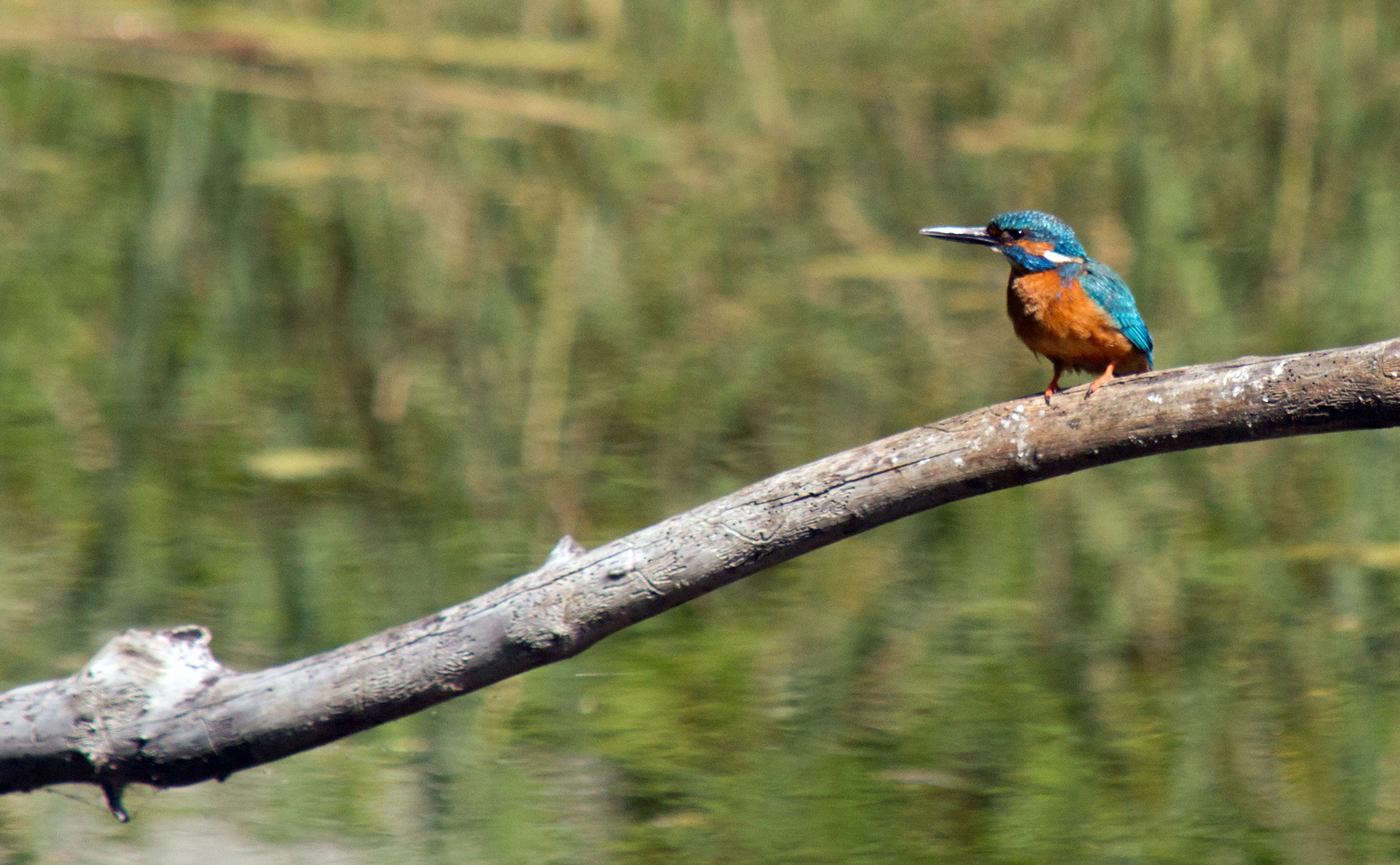 Eisvogel